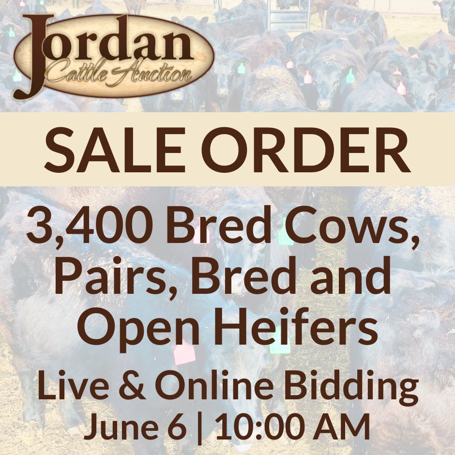 JordanCattle's tweet photo. The Sale Order for tomorrow's Special Replacement Female Sale is posted: https://t.co/Adbh2YV3CX

Join us at 10:00 as sell more than 3,400 Pairs, Bred Cows, and Bred and Open Heifers! Bid in-person, by phone, or online at https://t.co/gwwHIl8zAW. https://t.co/YidUwP4S10