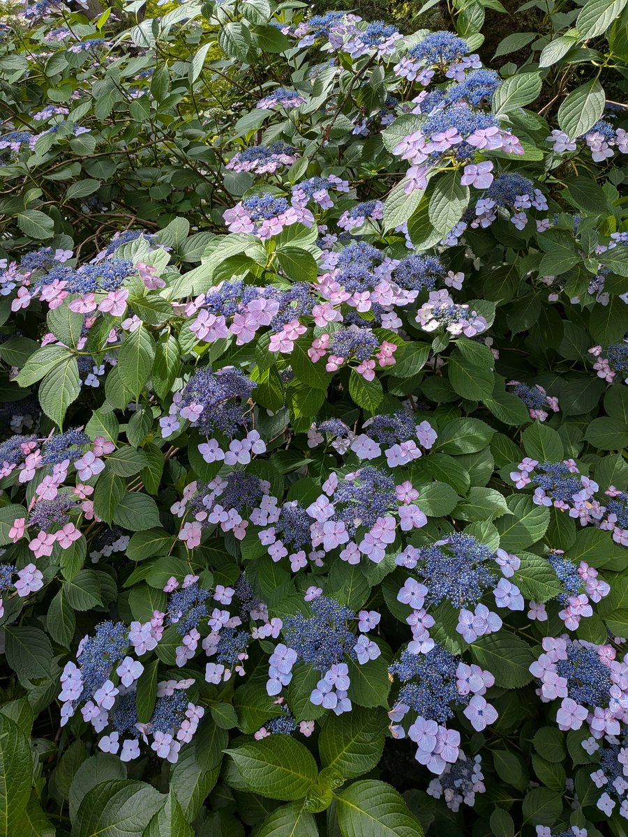 hitstw's tweet photo. 紫陽花 https://t.co/MK09wNwaYU