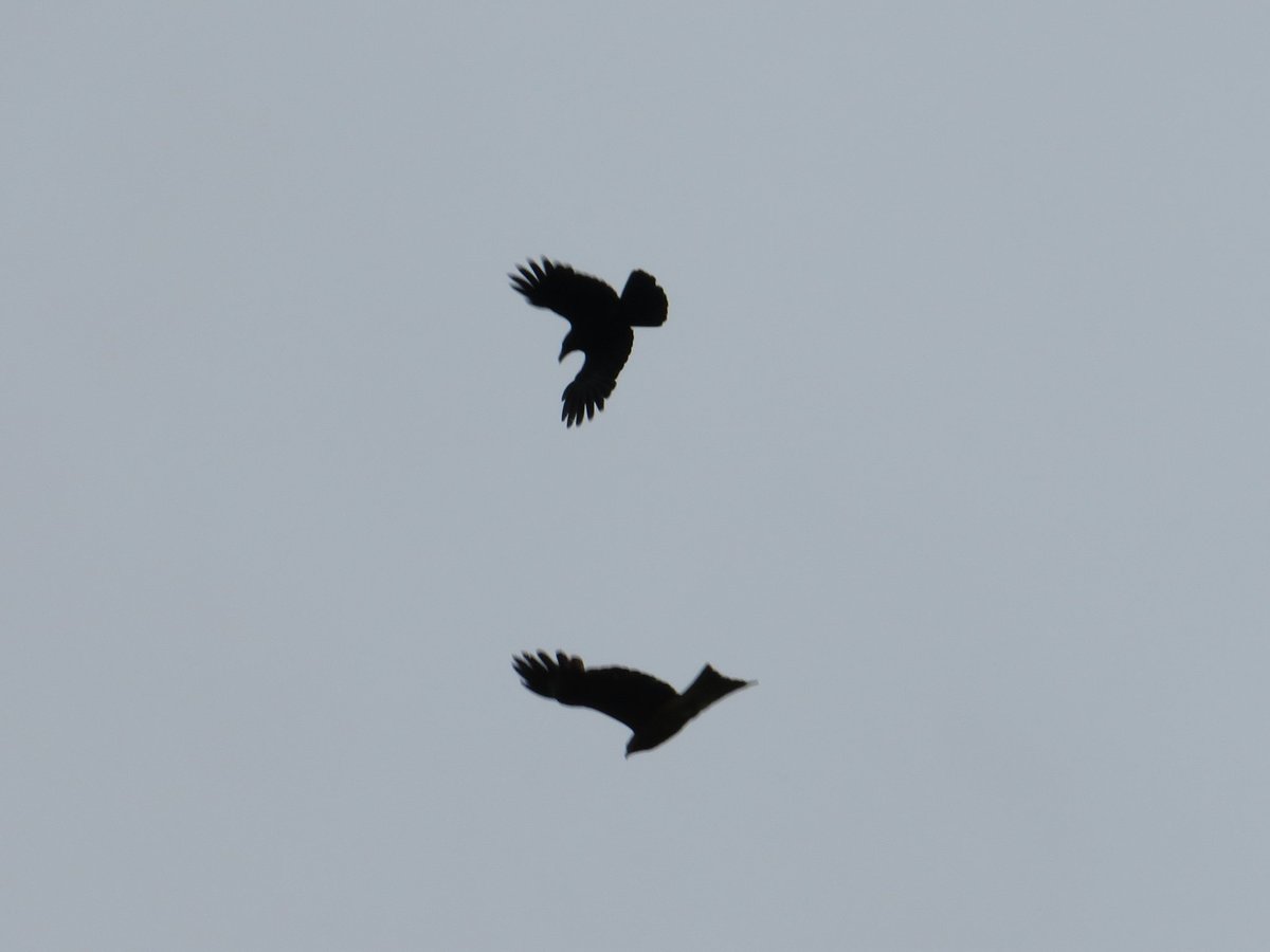 TABO_tyan's tweet photo. 【散歩】6:10～7:00
天気:☁️  気温:13℃
カラスの頭上にトビが来たとたんスクランブル発進しました😲
#栗原市
#野鳥観察
#カラス
#トビ
#カラスのスクランブル発進
#モビング
#ホオジロ https://t.co/KWV5r33qTf