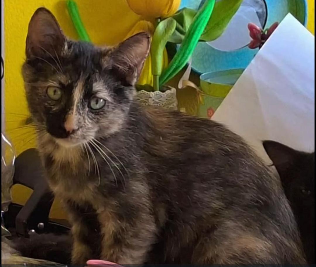 lyssitta's tweet photo. SERVICIO SOCIAL✅️
#adoptaunmichi 💖🐈
En Adopción, Carey 🩷
Es Hembra. 
Tiene apróximadamente 3 meses de edad. 
Está en San Salvador, San Salvador.
Se dará en adopción con promesa de esterilización al cumplir sus 5 meses.
Y con sus primeras vacunas. 
🐱Si estas interesado en darle un hogar, escríbeme para enviarte los requisitos de adopción al 76042815. 
Recuerda que Adoptar es un acto de amor y bondad🙌🏼