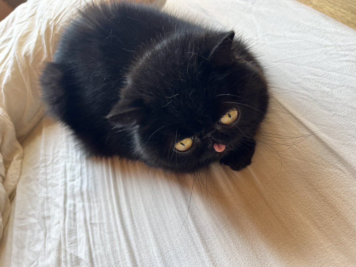 mikiochapo's tweet photo. どの角度でもかわいい https://t.co/LpwF13Trtd