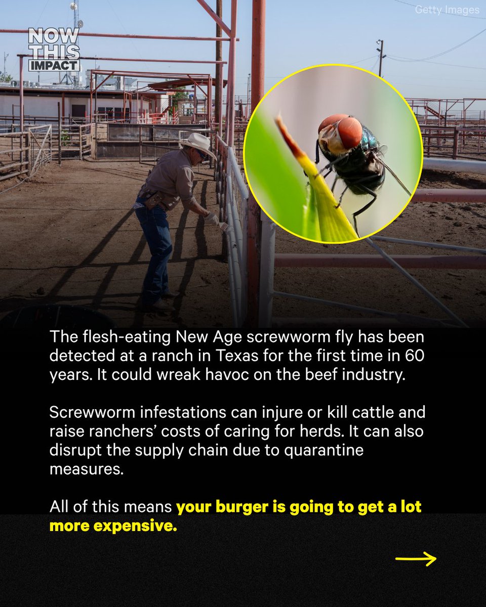 nowthisimpact's tweet photo. (1/2) The screwworm isn’t the only parasite screwing over ranchers. https://t.co/YwnM0GaDvl