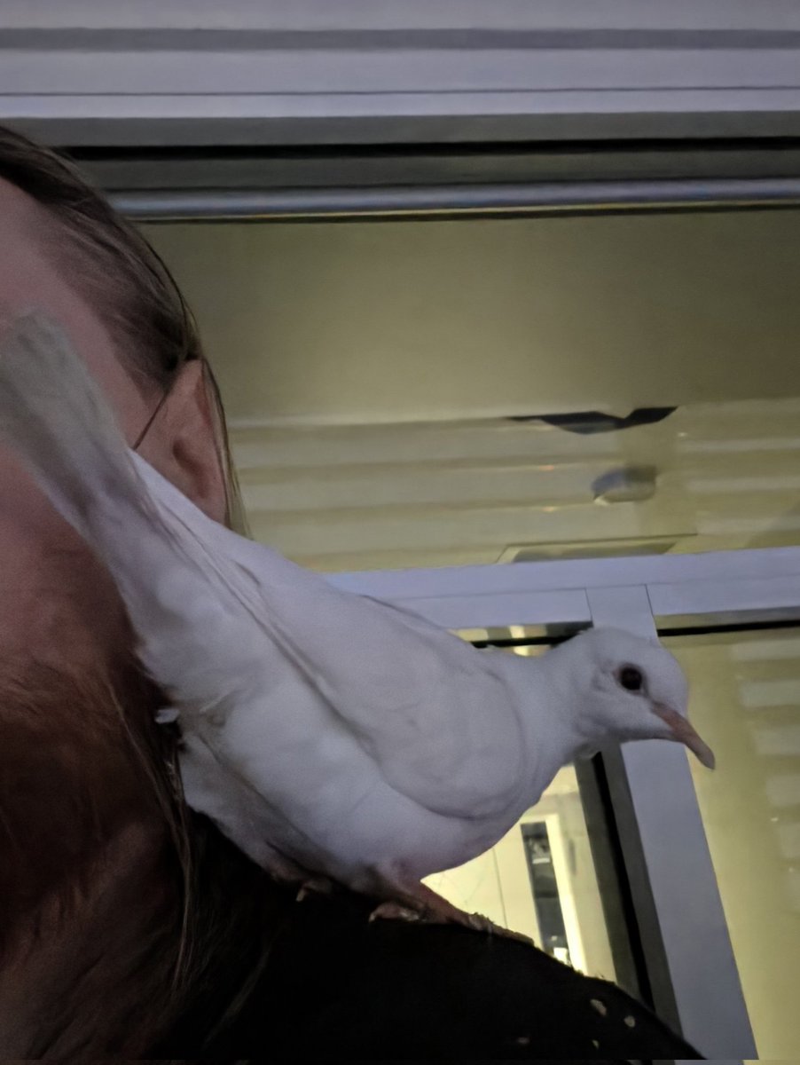 OllyRae_VA's tweet photo. Actually this gives me an idea. Voice Actors! Show us your pets/familiars/heralds/etc

Name: Praxis
Age: 10 weeks
Species: Bird (white ring neck dove)

About: likes to chill and watch the world outside go by gets the zoomies and flies in short bursts, demolishes seed super quick! https://t.co/2QMdeeZHQo