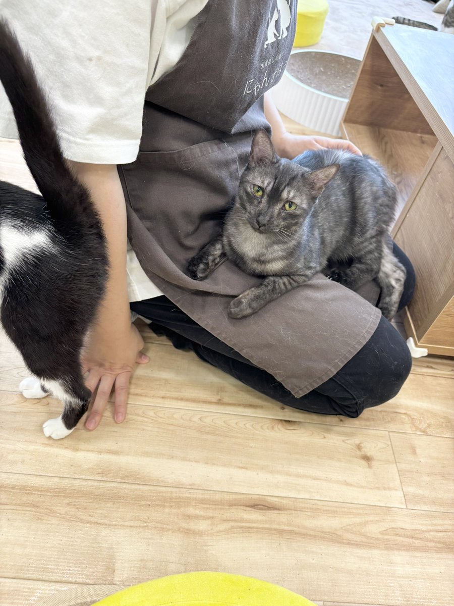 お膝大好きになった新入りのオペラちゃん🐾 お仕事ができません
