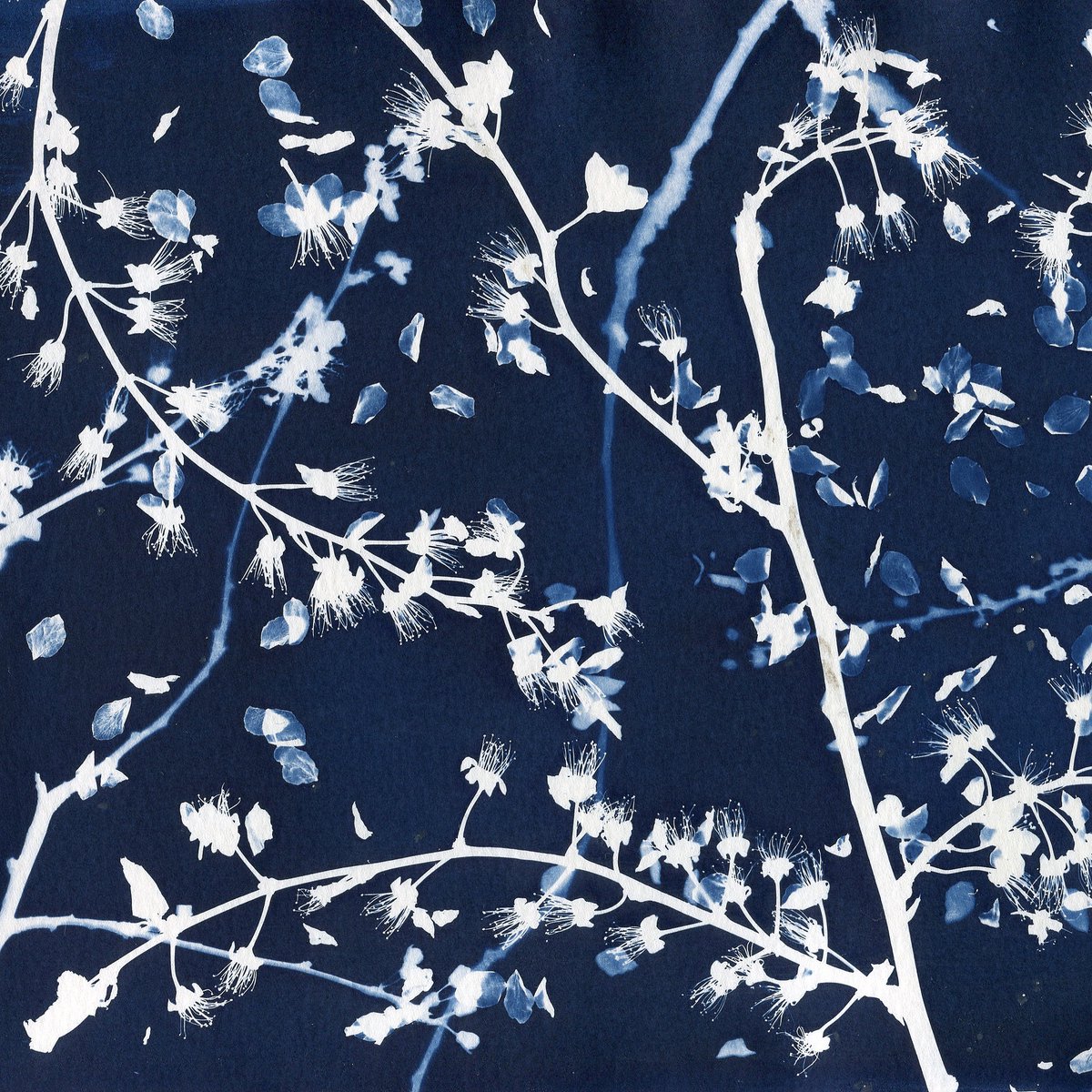 Artrepreneur_OG's tweet photo. Open call: Sunwashed.

We're looking for work made with the sun. Cyanotypes, lumen prints, pinhole, anthotypes. Traditional or experimental. Paper, fabric, anywhere light can land.

Free to enter through June 30.
https://t.co/PMrUhOQ0Sq

#OpenCall #Cyanotype #ArtOpportunity https://t.co/D9DClEJion