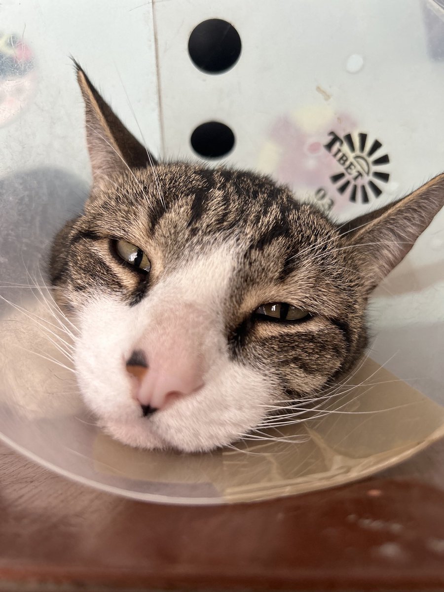 hey_m14's tweet photo. EMERGENCY COMMISSIONS!! My baby had a medical procedure yesterday AT NIGHT. I need to cover his medicines, special food and supplies so I’m gonna open fast commissions If you want this pretty cheap and fast icons you can help me with just 15 dollars! Info:
https://t.co/Uawt4KNVD8 https://t.co/RzYukOjuAa