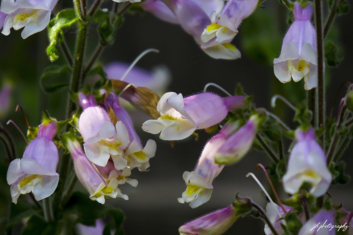 PlantNativeWI's tweet photo. Photos from this evening's walk through my native garden. https://t.co/elSwwKg7FD