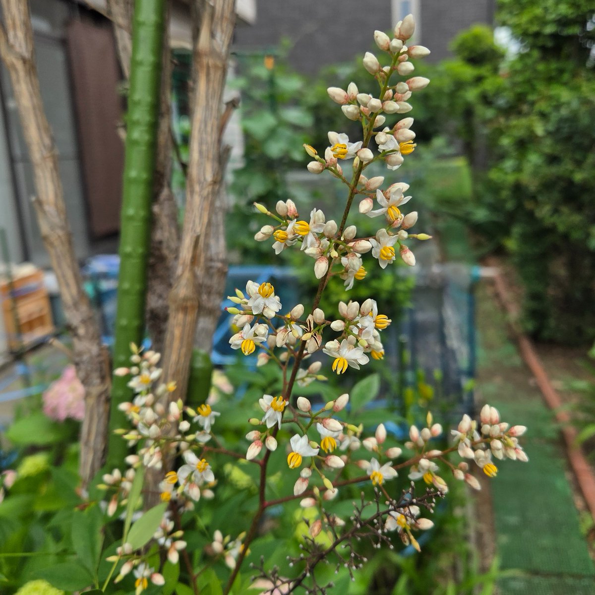 samzairu's tweet photo. おはよう🌄🐓☁サムザイルです🍀
我が家の庭の南天の花が咲きました💛🤍
メギ科南天属の常緑低木です🍀
花言葉は＊私の愛は増すばかり＊良い家庭
　　　　＊福をなす＊機知に富む
⁂難を転じて福をなす（難転）という語呂
合わせから縁起の良い植物として古くから
親しまれています。🐝が集まる❗ https://t.co/Kra0Rk94GH
