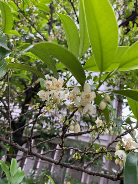 toooticky's tweet photo. 近所の神社に柑橘のようないい匂いがする花が咲いていた。榊に似ているけど私が知っている榊の花はもっとクセのある匂いがするから違うのかなと思って調べてみたら、こちらが本榊らしい。くさいのはヒサカキ。同じ榊とついても全然違うものだった！ https://t.co/FXNGgk2wAW