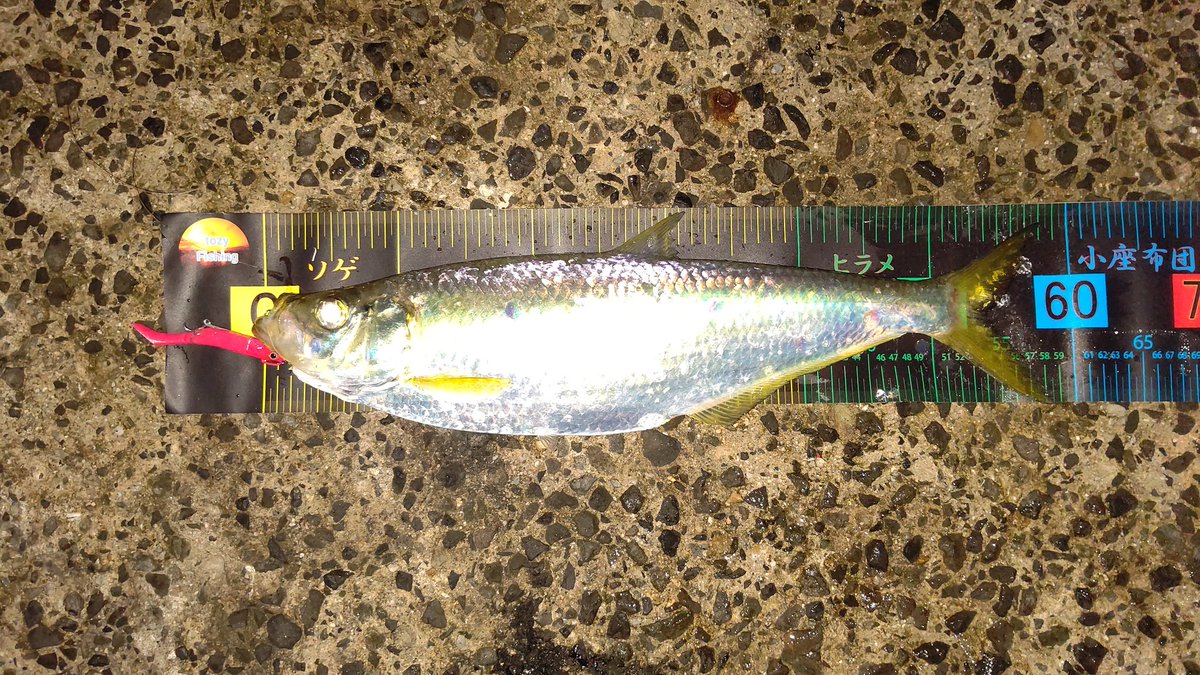 FishingTozy's tweet photo. 今日の釣果❗
朝マズメ‼️
ヒラ５８ｃｍでした😄 https://t.co/15iBusaPKK