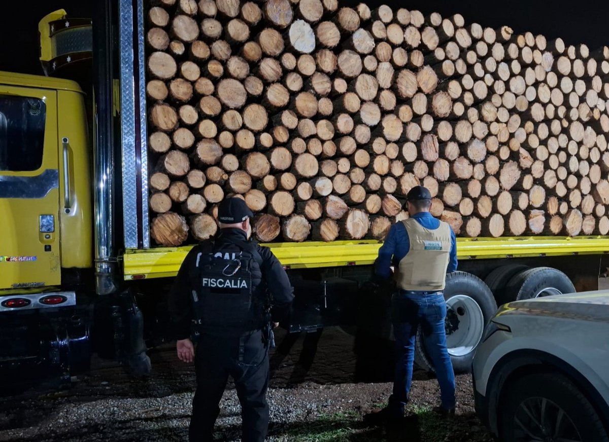 FiscaliaMich's tweet photo. 🚨⚠️🌳 Aseguramos vehículos que transportaban madera durante operativo coordinado en Pátzcuaro
➡️ https://t.co/YWWZMNIfiJ https://t.co/U9XL75rRk1