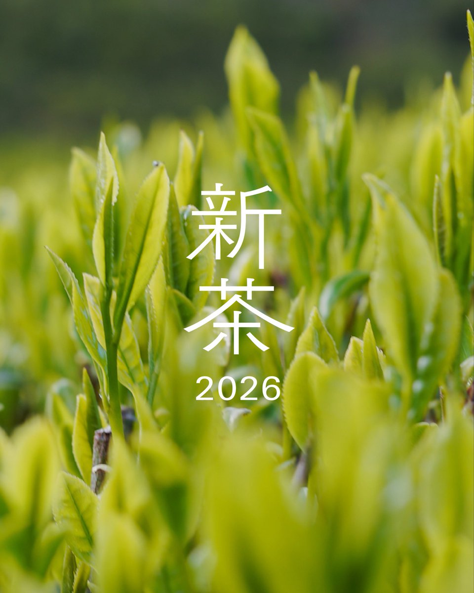 TeaRoom_Japan's tweet photo. 【2026年産　新茶販売開始✨】

今年度も、静岡県本山（ほんやま）の茶畑より、2026年産の新茶ができました🍵
 春にかけてありったけの栄養分を蓄え、すくすくと育った茶の木が芽を出していきます。
山々に囲まれ、霧が深く立ち込める山間。栄養分を豊富に含んだ南アルプスの伏流水に育まれたみずみずしい新芽。柔らかく上質なお茶を丁寧にじっくりと。 
静岡県中部の本山地域にて、今年最初に摘む新茶は畑の管理から製造まで徹底的にこだわった、一年に一度しか味わえないものとなっております。