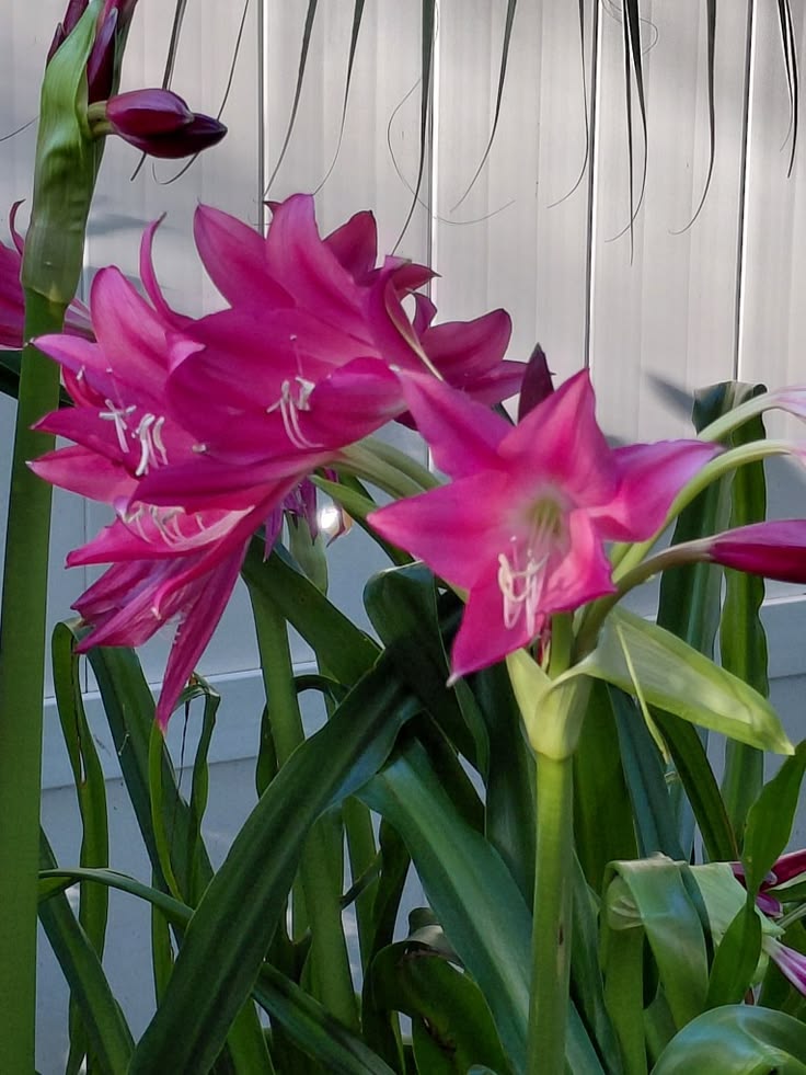 NeedlessToSay's tweet photo. Tiny white beings playing inside these flowers https://t.co/YosTwTQNY9