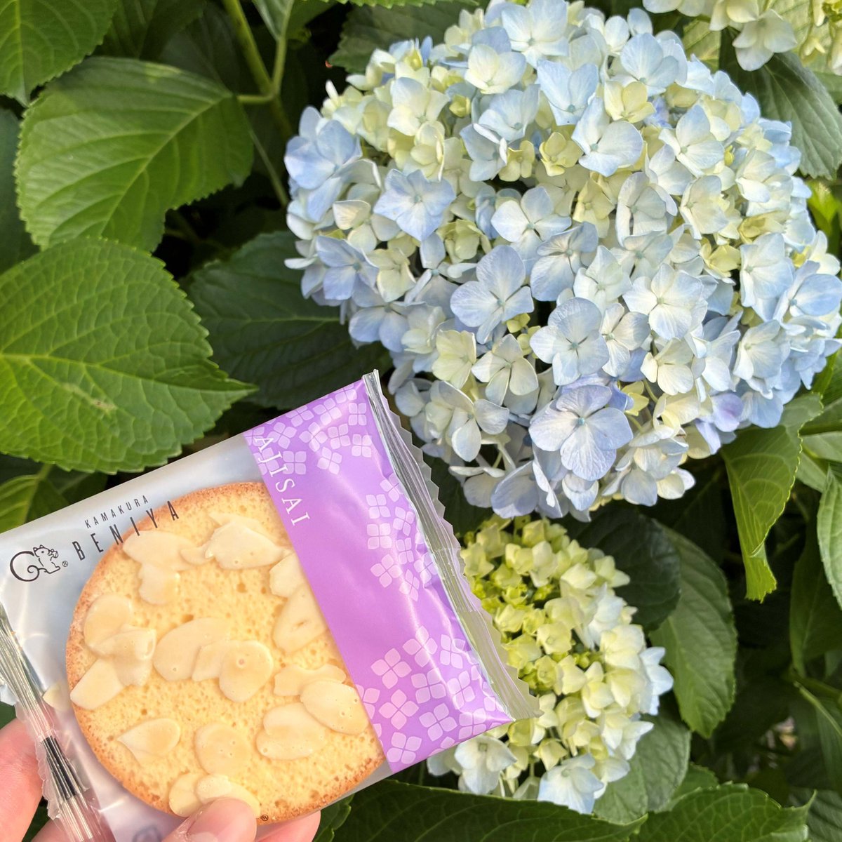 本日6月6日は #紫陽花の日 鎌倉で咲いていた紫陽花と、50周年を迎えて