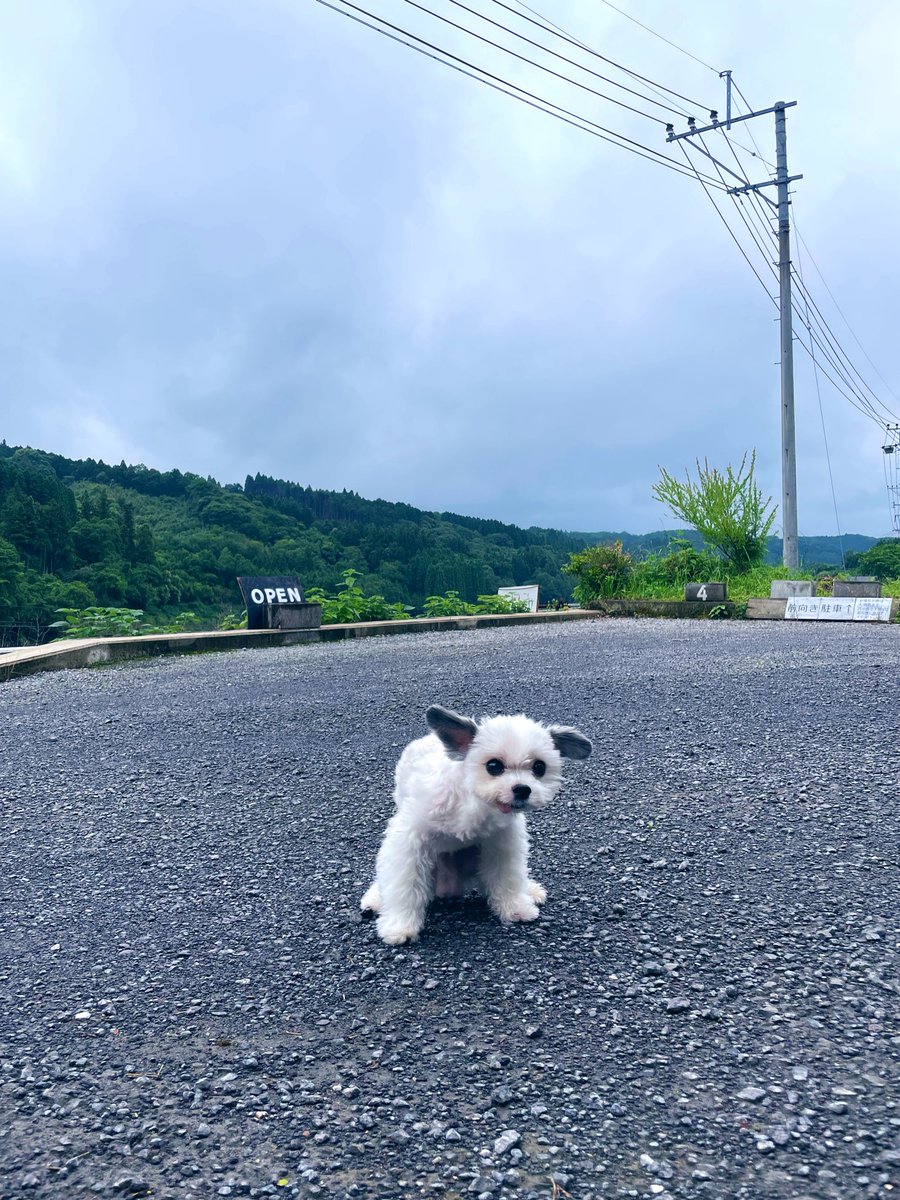 mamenomonya's tweet photo. おはようございます。
雨上がりウンチョス。 https://t.co/1ZQ2VVJx9z