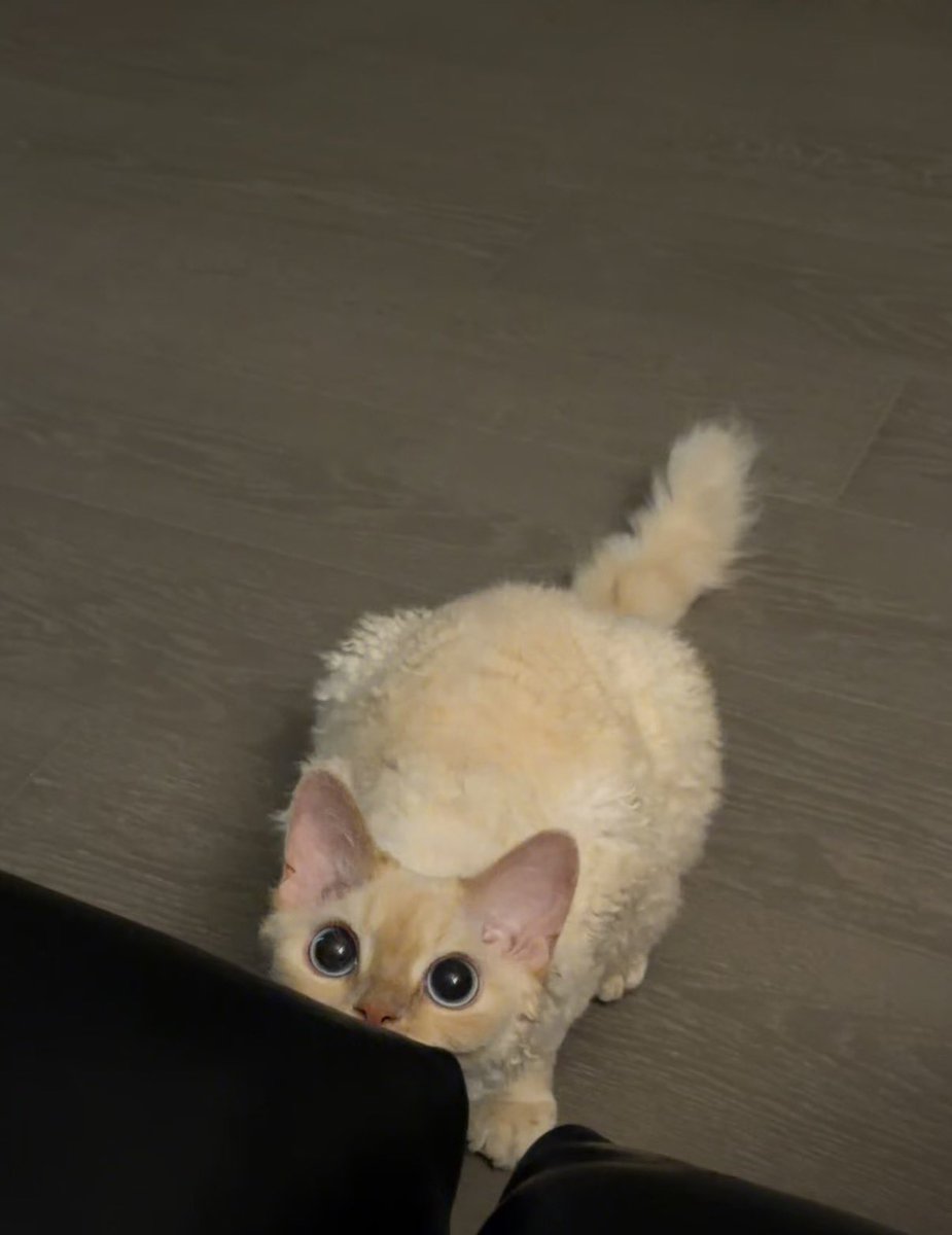 twaniimals's tweet photo. https://t.co/SzDDPFUijM