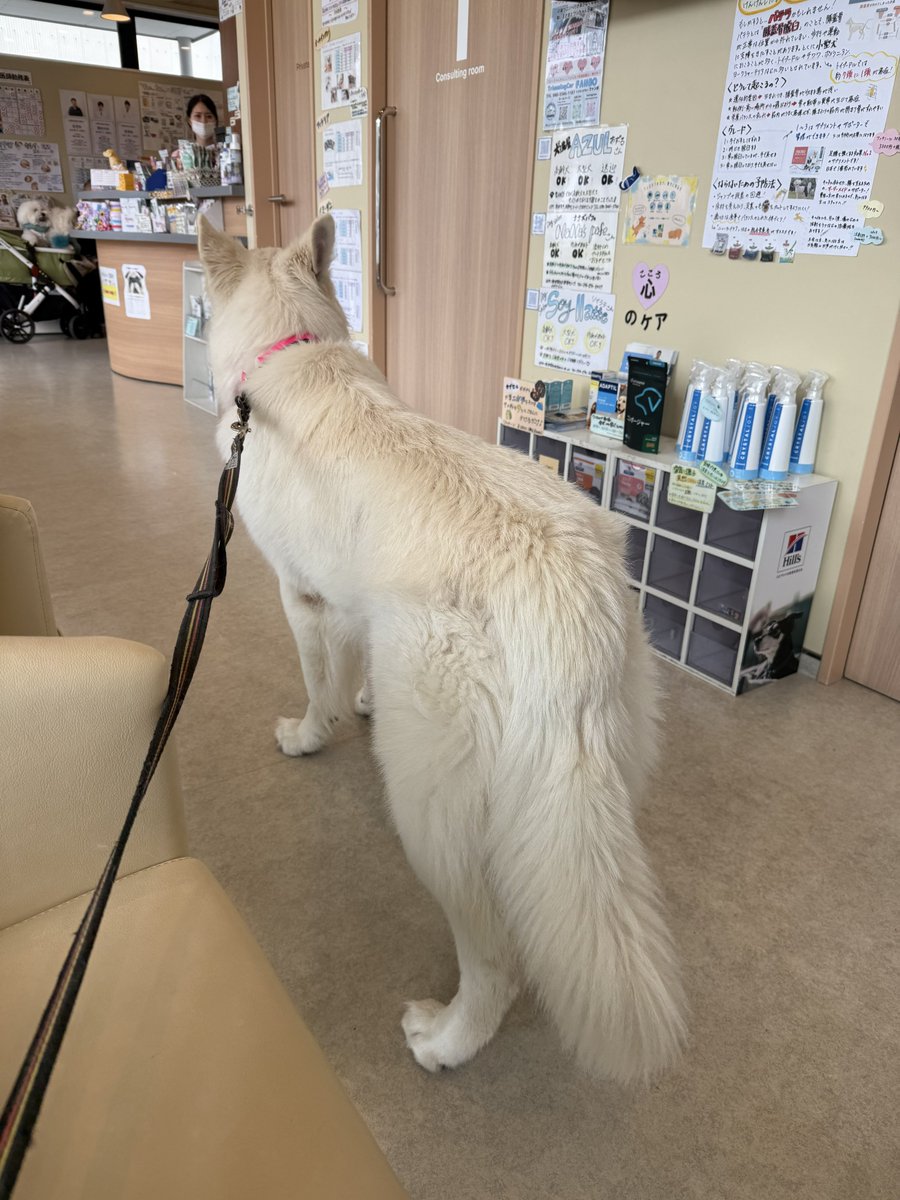 questwanaka's tweet photo. スノウは本日タマタマ取るので病院へ。無事に終わることを祈ります https://t.co/HNBo6jFqgD