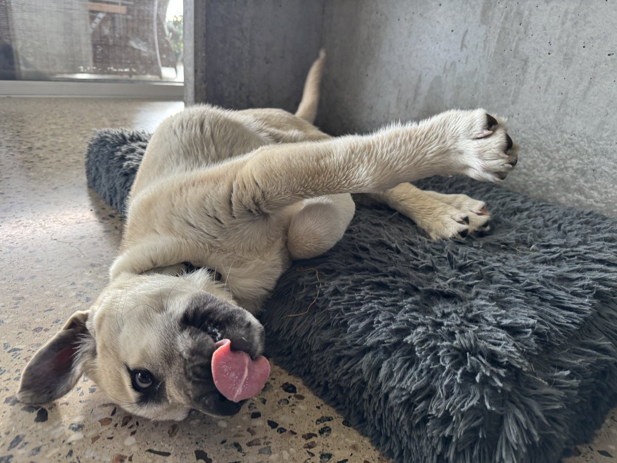 CallissClan's tweet photo. It’s still not #TongueOutTuesday, Mr #BerenBanana 😋🍌💛
Also, those legs! https://t.co/uIpJBe5GMx