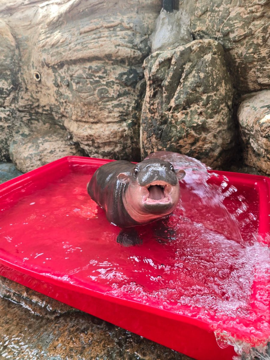 MooDangLover's tweet photo. got a brand-new tub today ❤️🛁

and yes, it's red.

for those who don't know,
"Dang" in thai means "red."

so a red tub for $MooDang just makes sense.

#MooDang #ムーデーン #หมูแดง https://t.co/DZ5B4bxJ1q