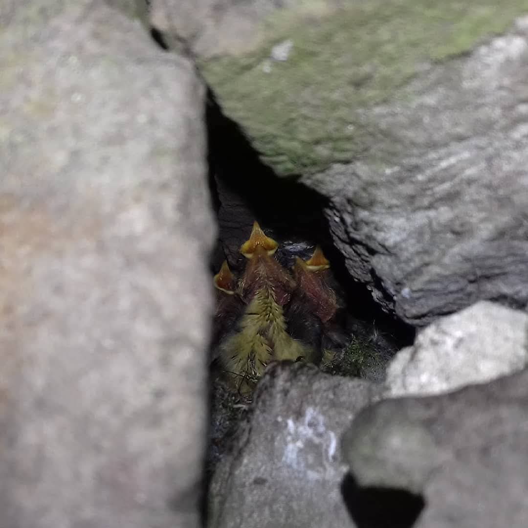 CAYMUSOCAUGHEY's tweet photo. @CAYMUSOCAUGHEY 🐦
Random Blue Tits
#Random #Bird #Birds #BirdsOfTwitter #Wildlife #Nature #BirdWatching #LittleThingsMatter #FeedTheBirds #BlueTits #Tit's #Chicks #BabyBirds #Nesting https://t.co/dJH0j1o8Wz