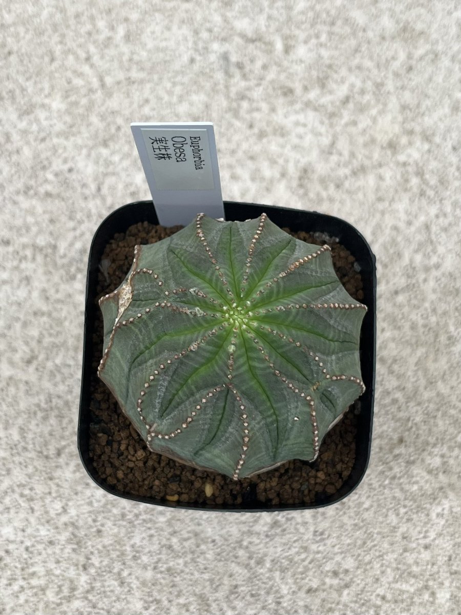abcaudex's tweet photo. 【6/6 花園グリーンセンター 入荷情報】
おはようございます☁️
連日あいにくの天気が続きますが、本日も極上のオベサを補充しました
その中でもおすすめの11稜オベサ https://t.co/8FtG6bumHN