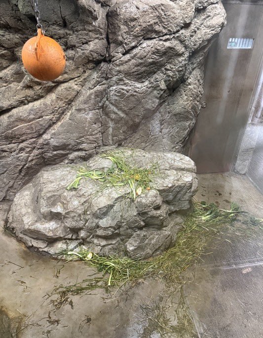 FavoriteBears's tweet photo. クーちゃんが過ごしたお部屋はこんな感じ

① これから夕食

② 翌朝の様子

③ 最近の🥕は食べたり食べなかったりのクーちゃんです🐻💤

#今日はウタちゃんスタートの日 https://t.co/00RZz9OVBr