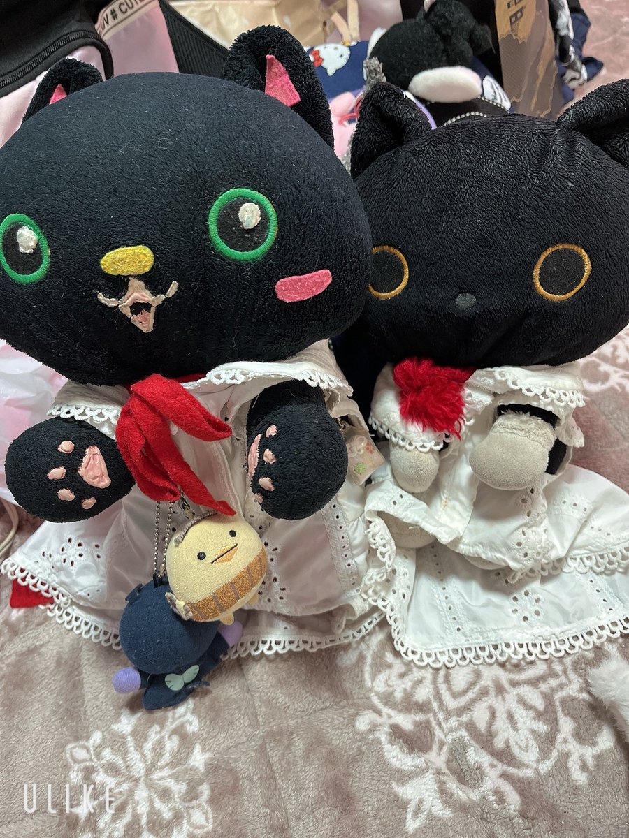 1031Maya's tweet photo. おはよう🥱
蚊に何回も起こされた愛莉にゃん😅
にゃんこたちと一緒に起きたよ☺️ https://t.co/EC6IMILfNd