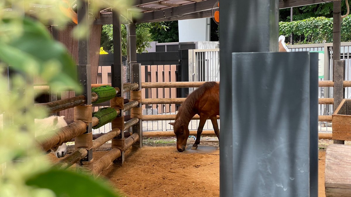MothrasSong's tweet photo. 上野動物園へ行ってきました。
与那国馬と野間馬がいます。 https://t.co/aCfdzWBogg