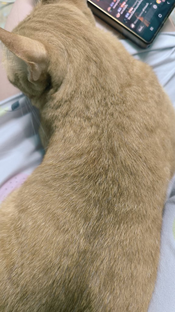 Origifaii's tweet photo. ในวันที่เปื่อย ก็จะมีแงวดื้อนี่แหละที่มาอ้อน https://t.co/kVS9WZwauh