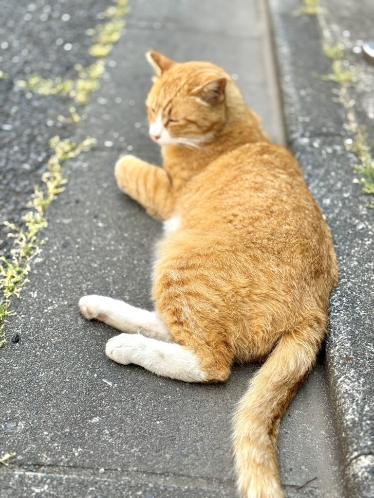 GUN_3's tweet photo. 天気がいいせいか近所に猫が気持ちよさそうに熟睡してます。
普段なかなか触れない猫もこんな日は撫で放題 https://t.co/tJr9iDZgdg