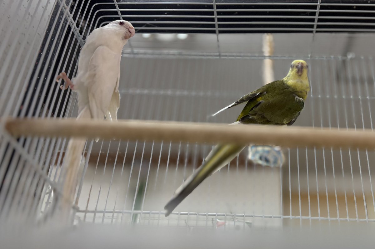 katokinnet's tweet photo. ビセイインコ　親物ペアー　4ペアーとメス1羽　入荷しました。 https://t.co/1116iBjK1B