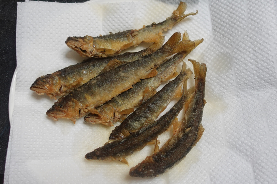 Suika7th's tweet photo. 今年の初鮎釣り

１１釣って７つお持ち帰り。
（４つは釣ったあと逃げられたり、根掛かりで切れたりｗ）

ちっさいので、全部唐揚げにしました。 https://t.co/m02DcS0FG1