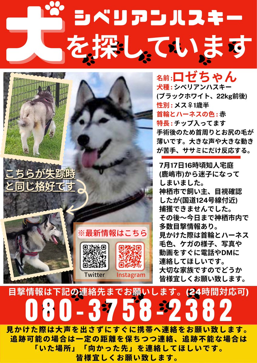 rosemama703's tweet photo. @Kaznyan753 こんにちは。迷子にしてしまったハスキー(♀)を探しています。毛色が違うかな？とは思うのですが気になりコメントしました🙇こちらのハスキーちゃんの性別や、今の状況など分かりますでしょうか？ https://t.co/xmLaHRF3Ll