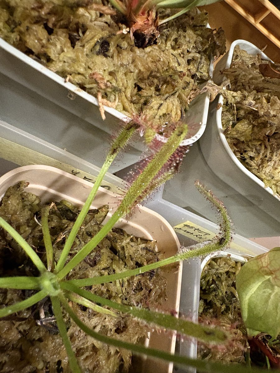 _Matching_Mole_'s tweet photo. マチモオープンしてます
14:00〜22:00(L.O.21:30)

今の季節は食虫植物が見応えあります✨
モウセンゴケはお花が咲き、小さな虫を捕まえていました！
サラセニアの葉脈が芸術的🎨
育て方や管理の方法など、お気軽にご相談ください😊 https://t.co/Dsx3dAVzrj