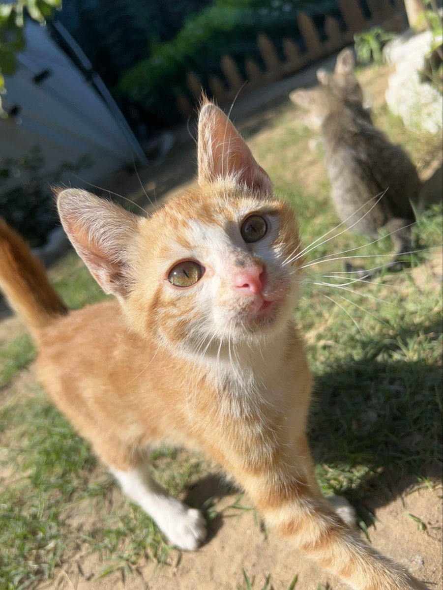 RescueCare's tweet photo. An urgent and heartbreaking plea from the heart of #Gaza..🚨 Our stray animal shelter is completely running out of food.😩😿💔 The recent support wasn’t enough, and the innocent souls we rescued are facing starvation once again.😭💔🐾🙏 We have no choice left but your compassionate hearts.🥹🫂🐾🤍 Please share this tweet or donate whatever you can to help us keep them alive.🙏🐈🆘🔗🌸
PayPal: https://t.co/Lzv7nazr6v
GFM: https://t.co/MKk58SRPaQ
 #Gaza #hope #Animal_rescue #cat