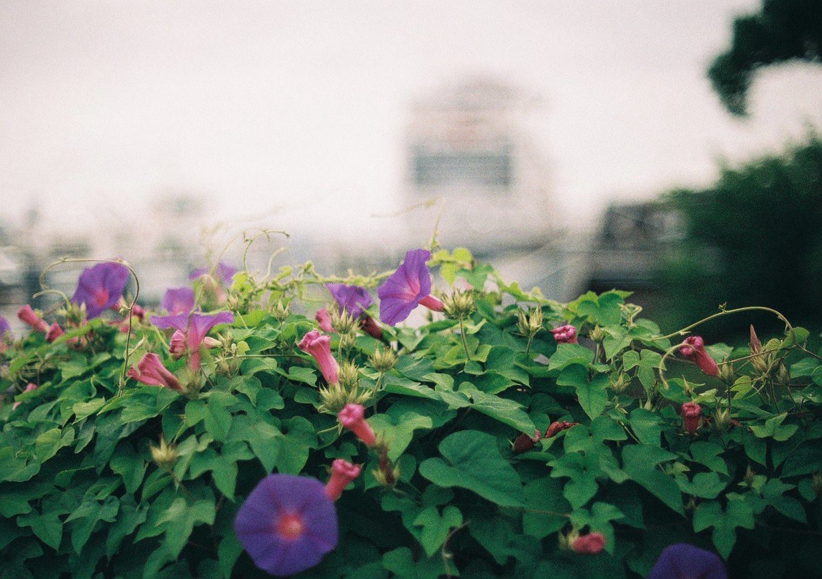 VCU64chun's tweet photo. FUJICOLOR 100
NDフィルター開放f1.4祭り。 https://t.co/9rNRKEn895