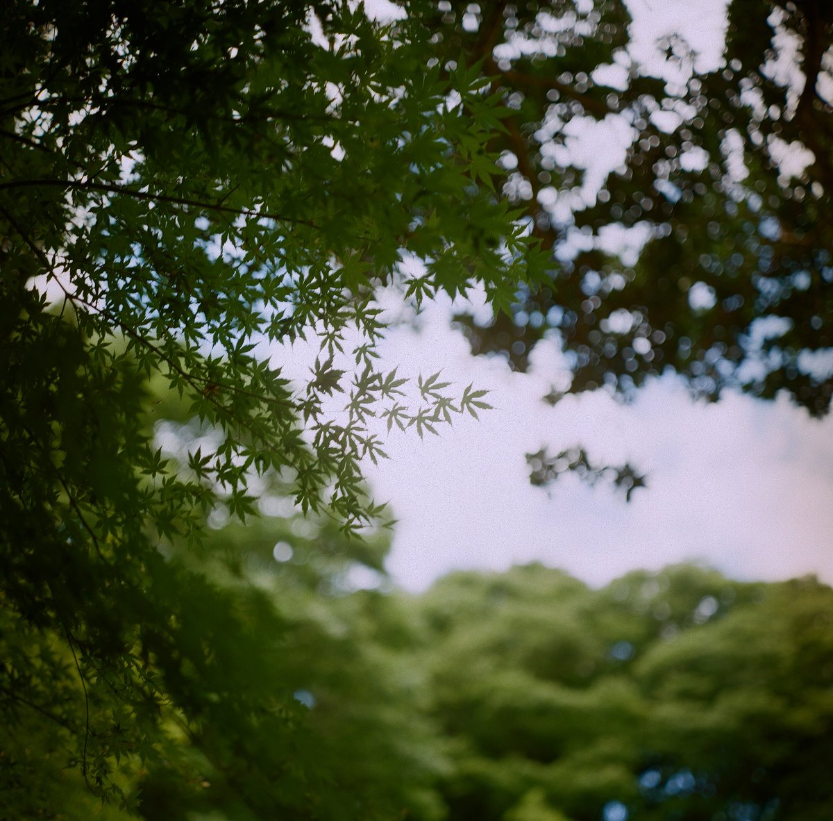 strayGH's tweet photo. June 6, 2026

6x6の日ですね

Rolleiflex 2.8F Planar
Kodak Ektar 100 https://t.co/2loAIHQVQ8