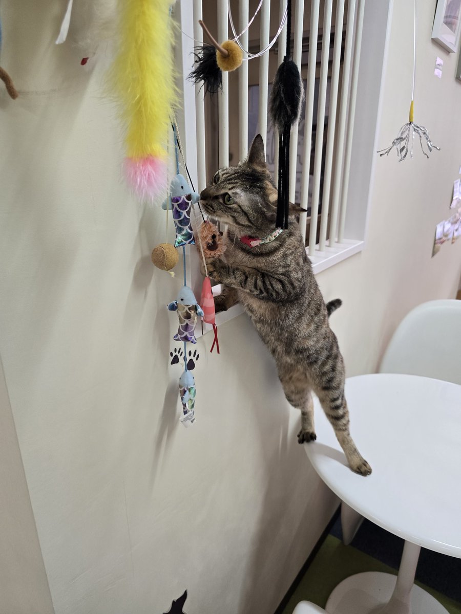 Fuuchanmao's tweet photo. おもちゃを選ぶ真乃ちゃん #保護猫カフェ #猫カフェ #猫 #ミャゴラーレ #miagolare #中野 #新中野 #真乃ちゃん https://t.co/PYUT73zX5m