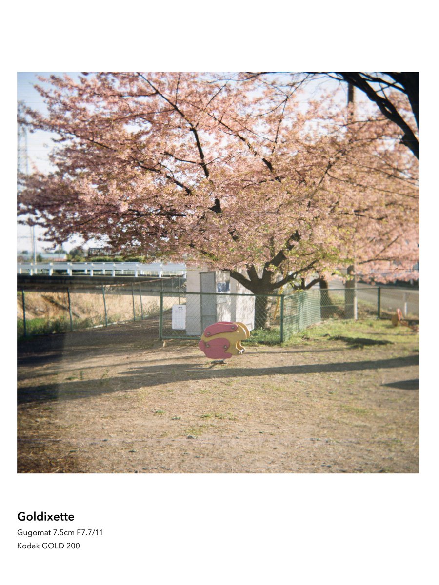 marksbranding's tweet photo. 謎多き66カメラと初春の光
/ Goldixette

#国産中判フィルム写真展 
#66の日 
#中判ウィーク https://t.co/8sUgCoiiPD