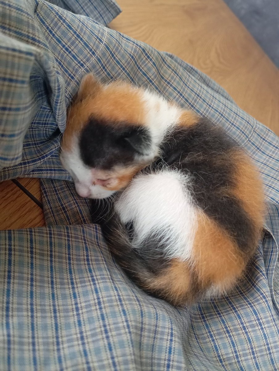 BanditReadyDepp's tweet photo. tau tau ada anak kucing 
Di Pos Ronda https://t.co/EvmhaXUfVp
