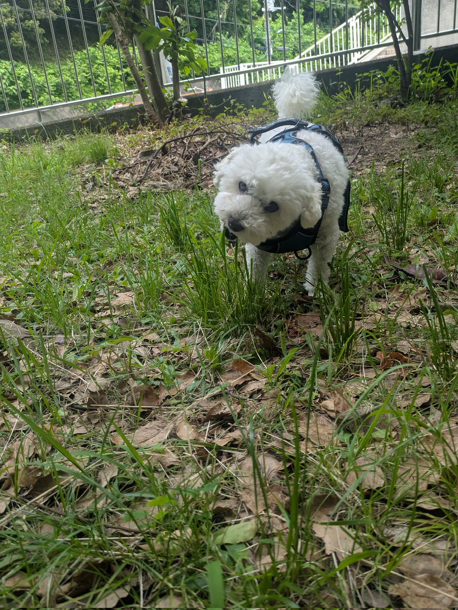 dog9883's tweet photo. 今日も涼しいね！
#やった君
#マルプー https://t.co/ha1q6qwn4o