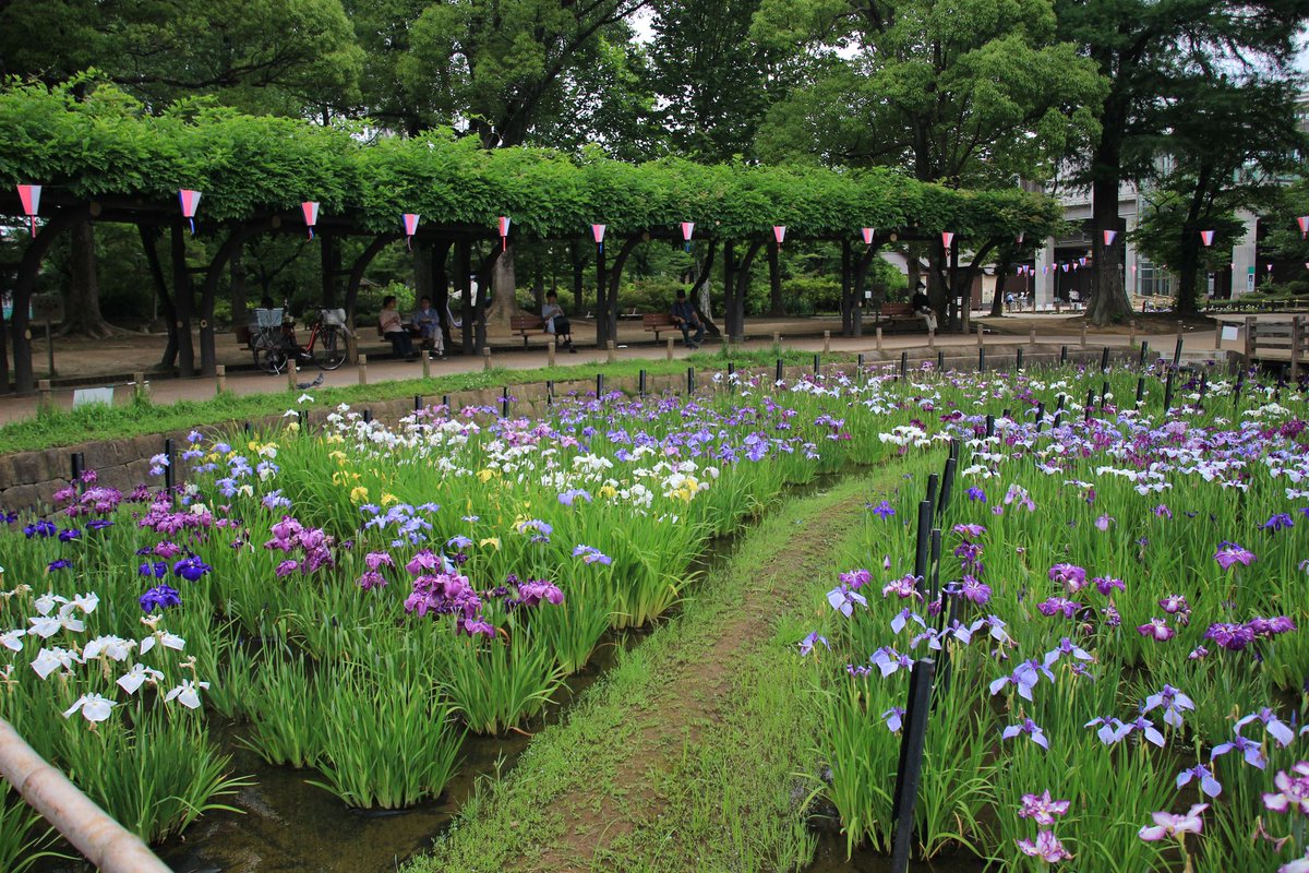 eizaburotwo's tweet photo. 足立区・しょうぶ沼公園の菖蒲が見頃です。 
見どころ・アクセスはこちらから👇 
https://t.co/tfXqTkWsnx 
#菖蒲 #しょうぶ沼公園 #開花 #足立区 https://t.co/9sH06NcNwC