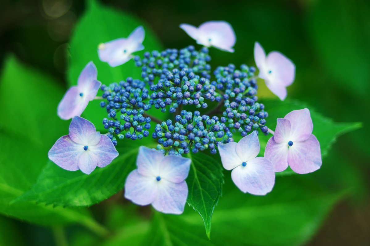 Tomo_time's tweet photo. #紫陽花
Nikon D2Xs × AF Nikkor 35mm F2 D https://t.co/JOXNweaHBw