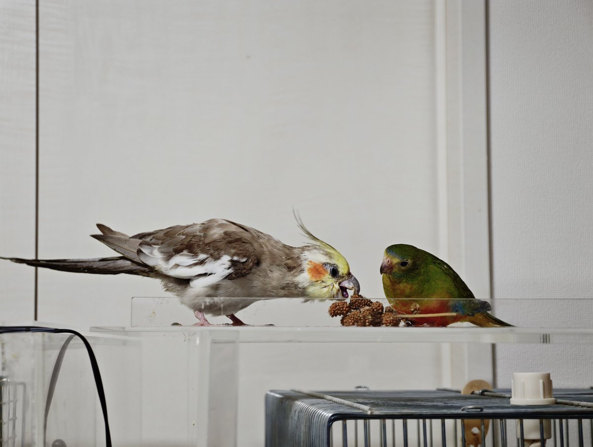 _ktnyt's tweet photo. 最近抽象的な写真ばっかりだったのでたまには鳥
新入りのおやつを貪るおじいちゃんインコ https://t.co/2UEEhIxMFl