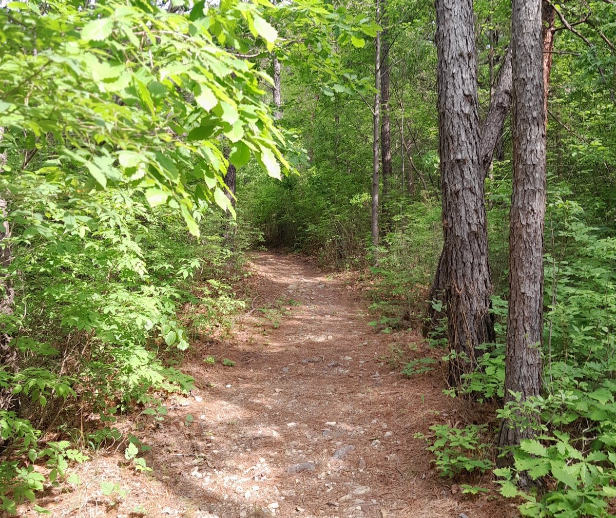 jsko2019's tweet photo. The trail of maple trees is there. You walk there. A map is good for you and  you learn to follow the path. https://t.co/hldNBXCc2A