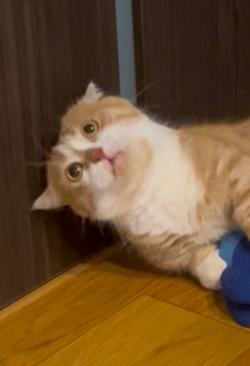 ほげってる #猫 #猫好き #猫のいる生活