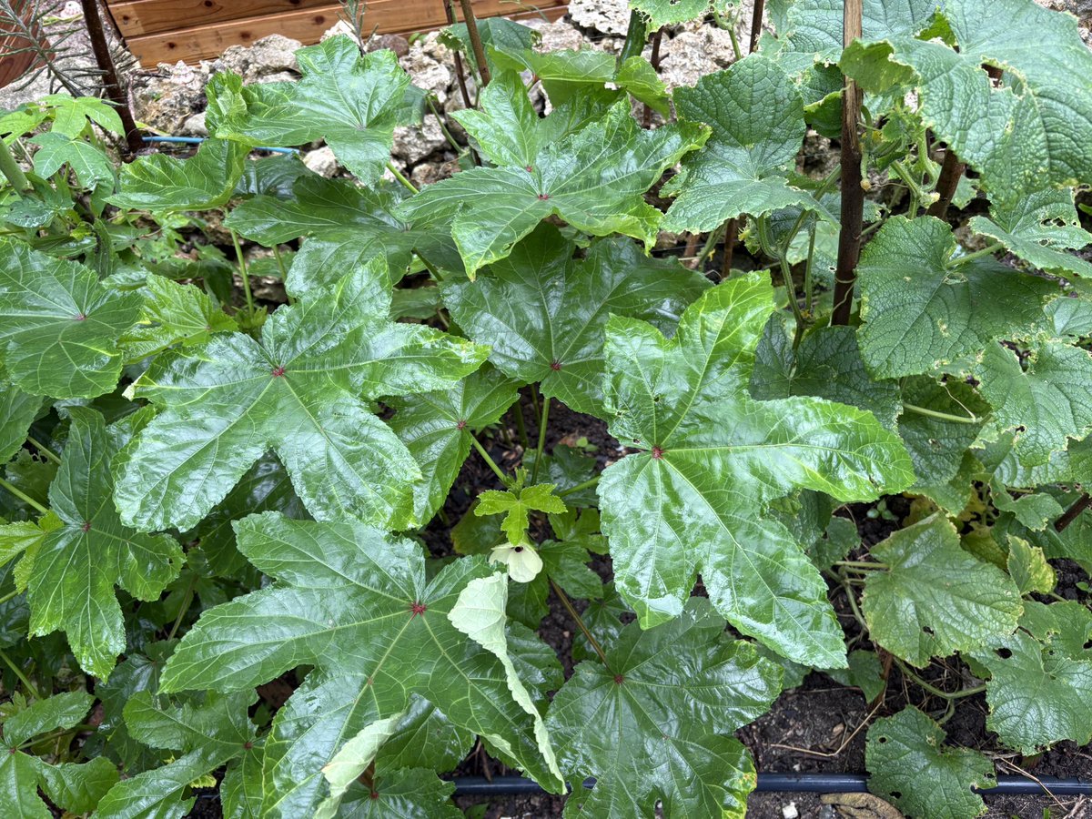 mj_transfer's tweet photo. 4/10播種の丸オクラ。
今日は雨がたっぷり降っているので活き活きしてる。

花も順調に咲いてまもなく収穫できそう。

南国では、オクラは種まきから収穫まで約2ヶ月。その後の収穫期間は水を切らさないように撒けば2〜3ヶ月かな？ https://t.co/nkFR5Wu3WV