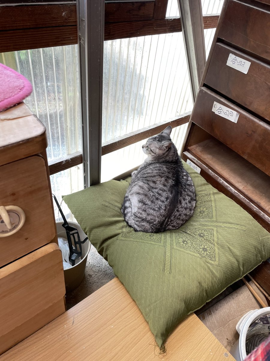 fanta326's tweet photo. クーち、あーさ、ガブ
お留守番ありがとね

それぞれの場所で
気持ちよく過ごして
くれています

#猫 #猫好き  #猫のいる暮らし

ガブちん、おせんべ食べる？ https://t.co/egRNIuAoQM
