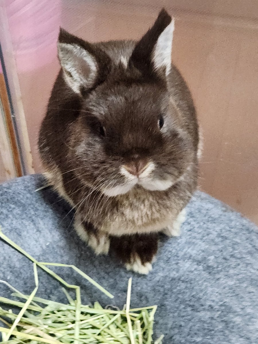 nauiachu's tweet photo. 我が家の🐰ぽーちゃんとチョコ太郎♂です🐰 https://t.co/HoJ116appu