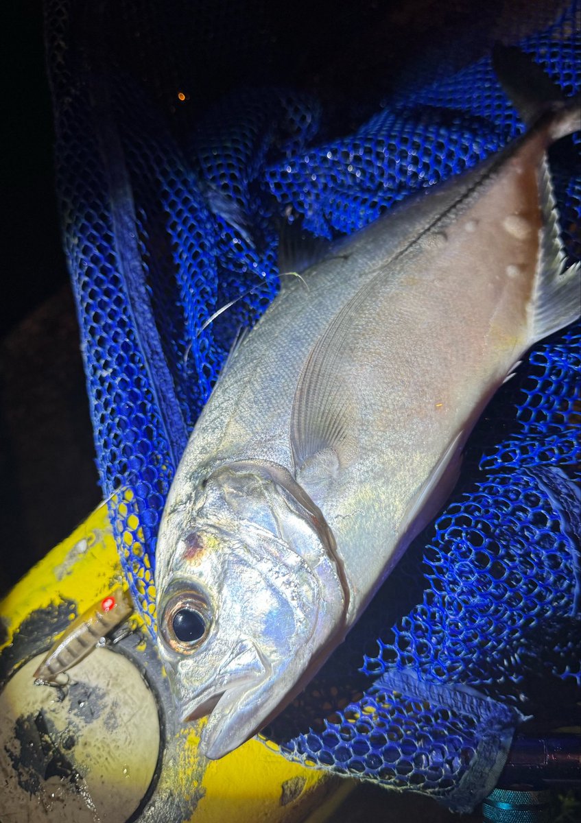 ichita098's tweet photo. Pyポッパー　沖縄限定カラー
沖縄の最強ベイト、
セーグワァーのイミテーションカラー

漁港内の激スレたギンガメも一撃でした

沖縄県内の各店舗で販売開始してます🙆
#PR https://t.co/p6ZxKV3Nrl